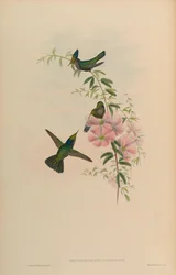 Orthorhynchus cristatus